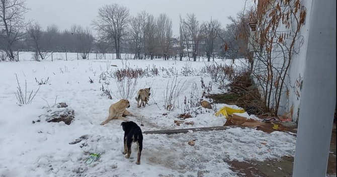 Yaramaz yavru köpeğe anne şefkati