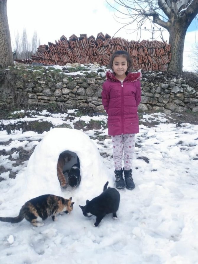 Sokak kedileri için kardan ev yaptılar