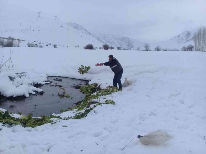 Yaban hayvanlarına yem desteği