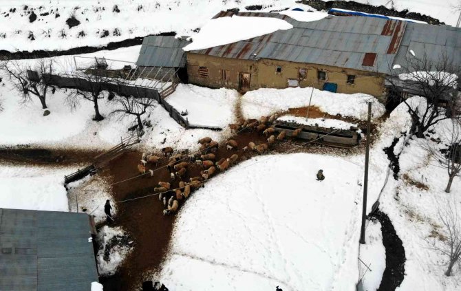 Karınları doyan süt kuzularının ahırda neşeli halleri renkli görüntü oluşturdu