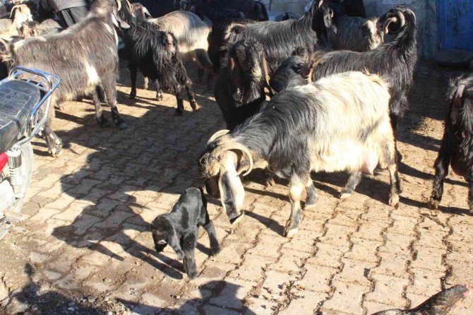 Kilis’te gözü alnında olan oğlak dünyaya geldi