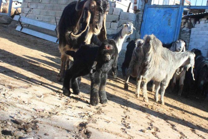 Kilis’te gözü alnında olan oğlak dünyaya geldi