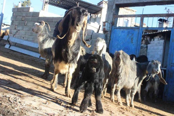 Kilis’te gözü alnında olan oğlak dünyaya geldi