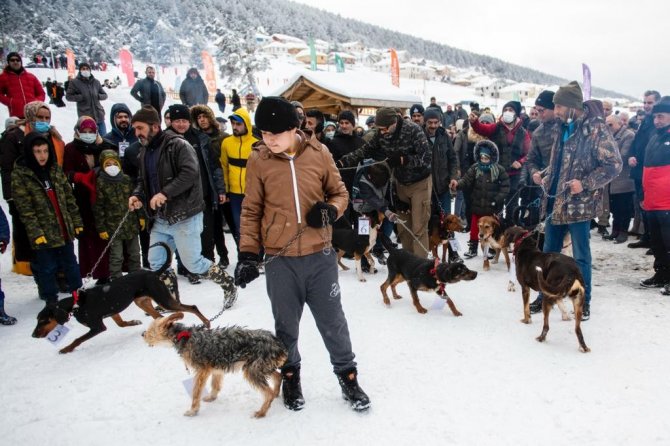 Ordu’da en güzel çoban ve av köpeği yarışı