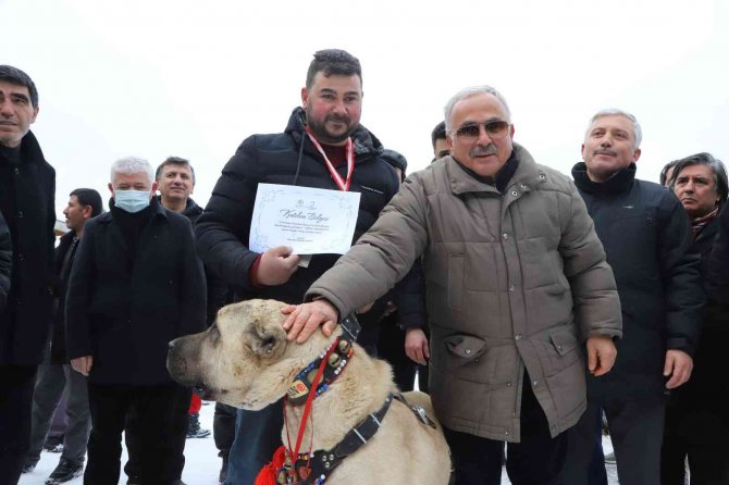 Ordu’da en güzel çoban ve av köpeği yarışı