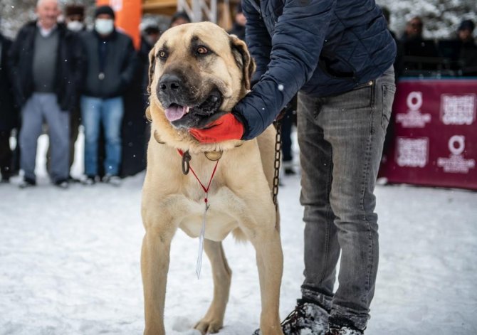 Ordu’da en güzel çoban ve av köpeği yarışı