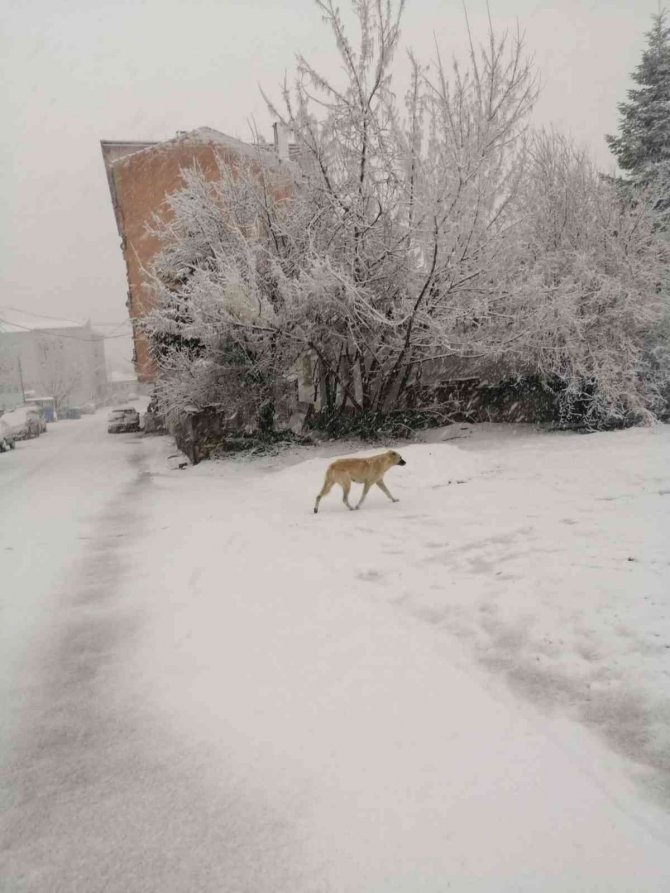 Bilecik’te kar yağışı etkili oluyor