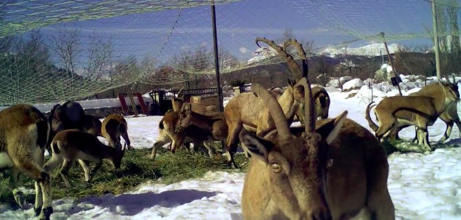 Yaban keçileri ilk kez doğal ortamından alındı