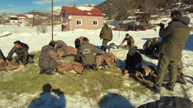 Yaban keçileri ilk kez doğal ortamından alındı