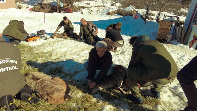 Yaban keçileri ilk kez doğal ortamından alındı