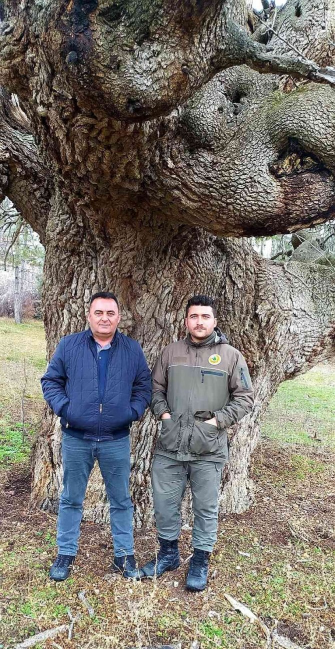 10 asırlık ağaç koruma altına alınacak