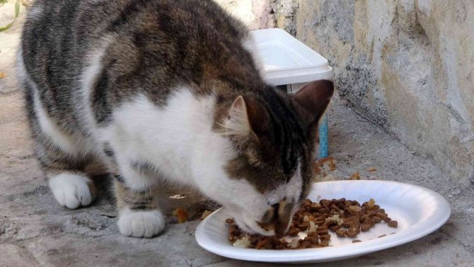 Dernek başkanı kedilere sahip çıkıyor