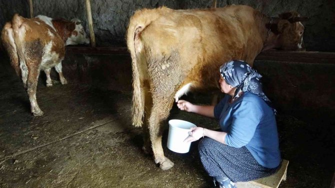 Baharın müjdecisi kuzuların anneleriyle buluşma anı