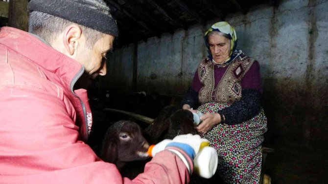 Baharın müjdecisi kuzuların anneleriyle buluşma anı