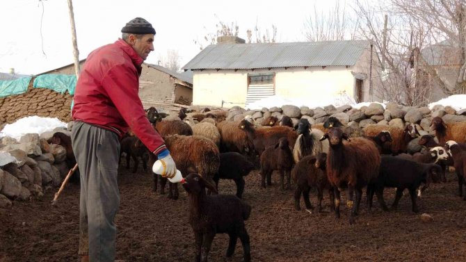 Baharın müjdecisi kuzuların anneleriyle buluşma anı