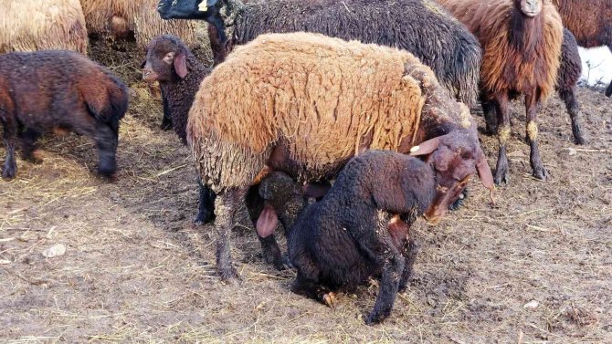 Baharın müjdecisi kuzuların anneleriyle buluşma anı