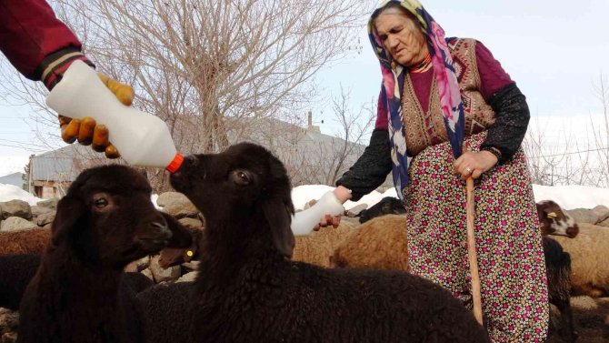 Baharın müjdecisi kuzuların anneleriyle buluşma anı