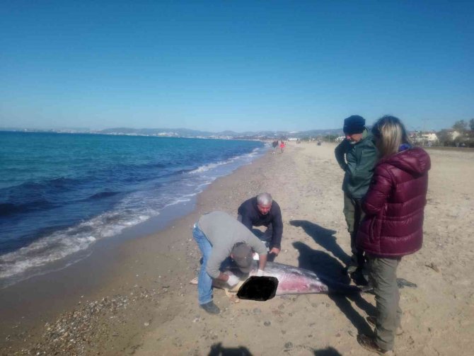 Kuşadası sahilinde nadir görülen deniz canlıları ölü olarak bulundu