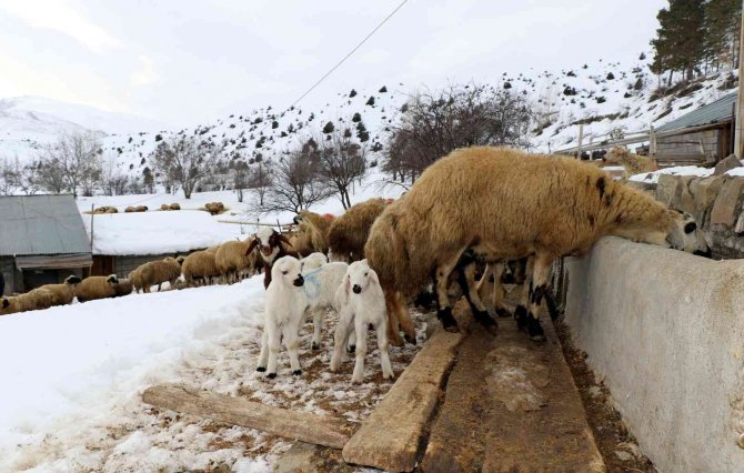 Besicilerin ‘kuzu’ mesaisi