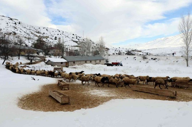 Besicilerin ‘kuzu’ mesaisi