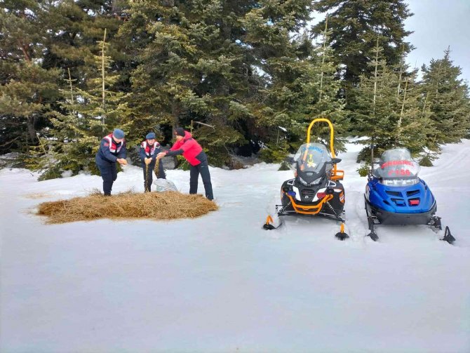 Jandarma ekipleri Ilgaz Dağı’ndaki hayvanları unutmadı