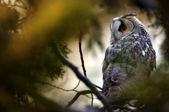 Tuz Gölü'nün kulaklı orman baykuşları doğal ortamında görüntülendi
