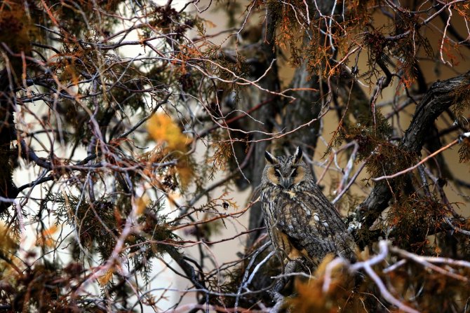 Tuz Gölü'nün kulaklı orman baykuşları doğal ortamında görüntülendi