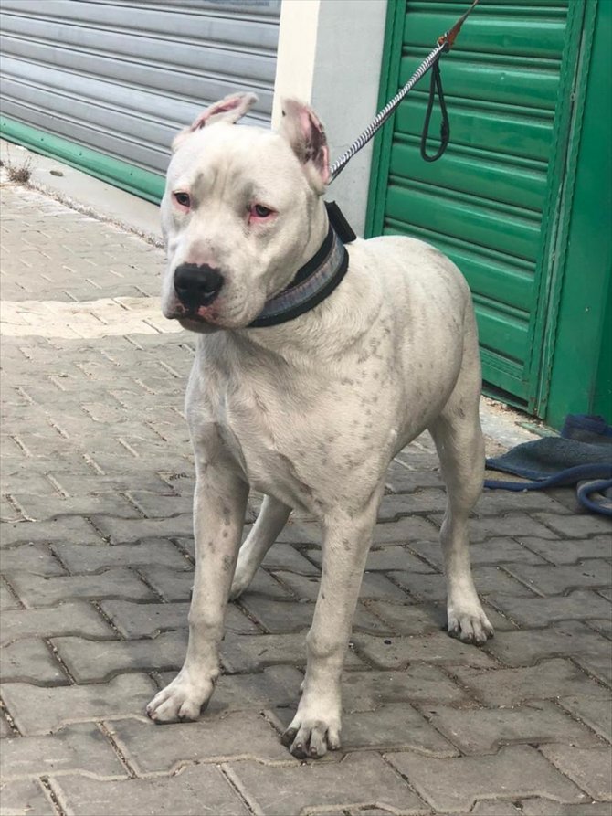 Tehlikeli ırk köpek sahibi 10 kişiye para cezası