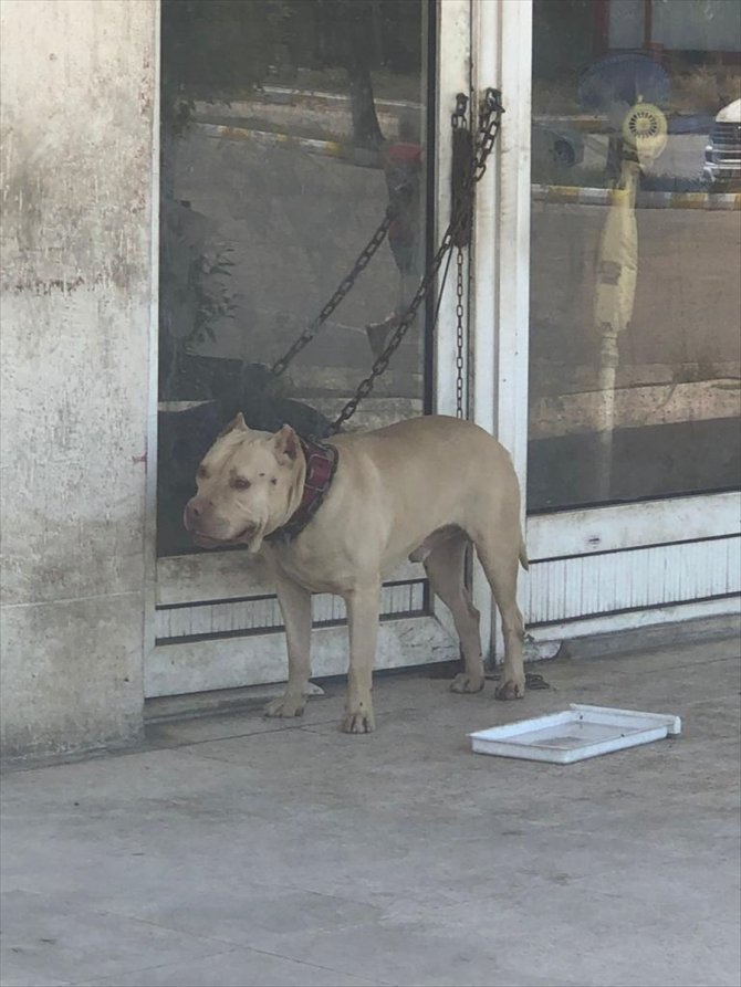 Tehlikeli ırk köpek sahibi 10 kişiye para cezası