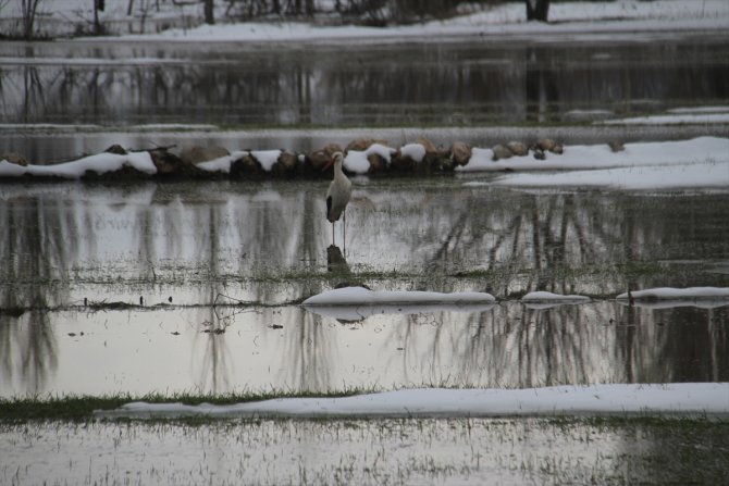 Beyşehir'e gelen leyleklere yuvalarında kar sürprizi