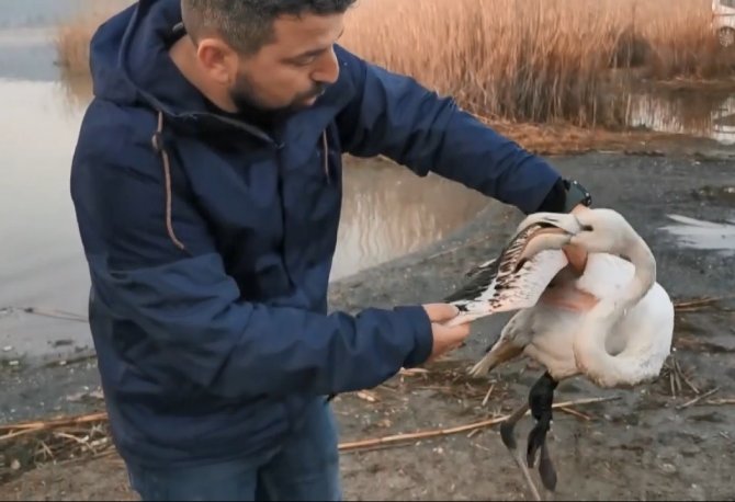 Ayağı kırılan flamingoyu kurtardılar