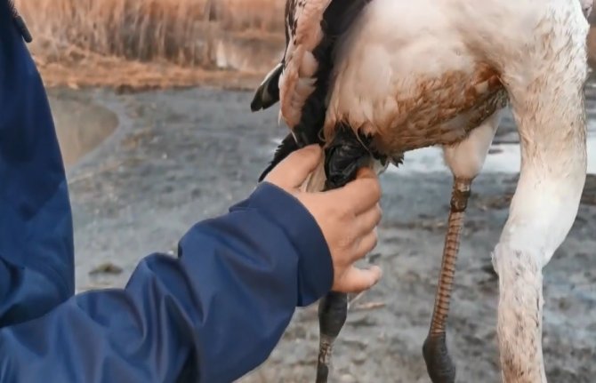 Ayağı kırılan flamingoyu kurtardılar