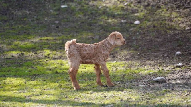 Doğal Yaşam Parkı’nın minik keçileri ilgi odağı oldu