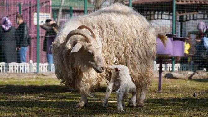 Doğal Yaşam Parkı’nın minik keçileri ilgi odağı oldu