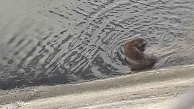 Sokak köpeklerinin yaraladığı su samuru tedavi edildi