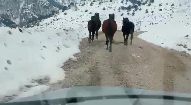 Yılkı atlarına otomobiliyle saman taşıdı