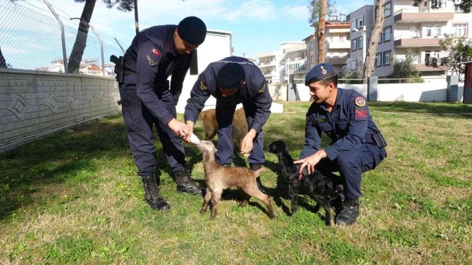 Jandarma oğlakları biberonla besliyor