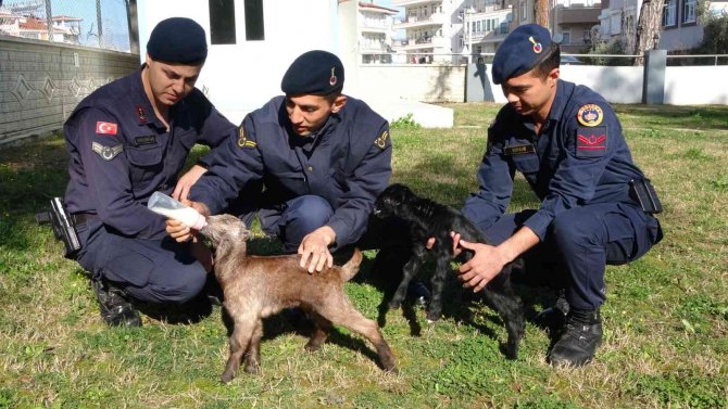 Jandarma oğlakları biberonla besliyor