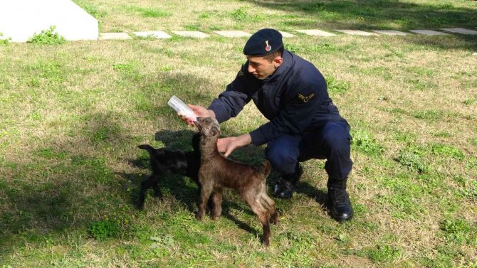 Jandarma oğlakları biberonla besliyor