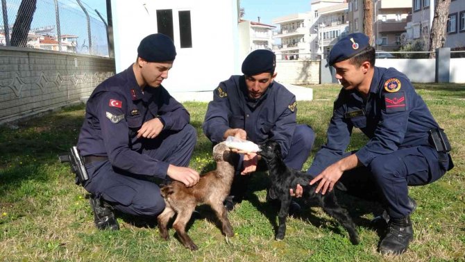 Jandarma oğlakları biberonla besliyor