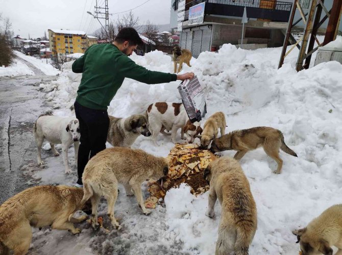 Karda aç kalan sokak köpeklerini besliyor