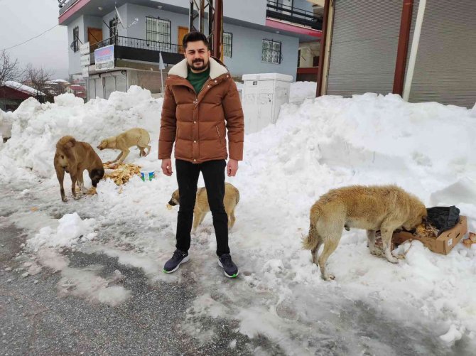 Karda aç kalan sokak köpeklerini besliyor