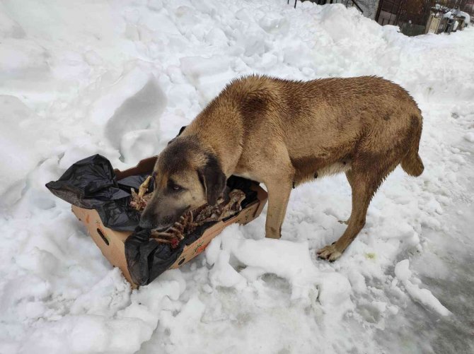 Karda aç kalan sokak köpeklerini besliyor