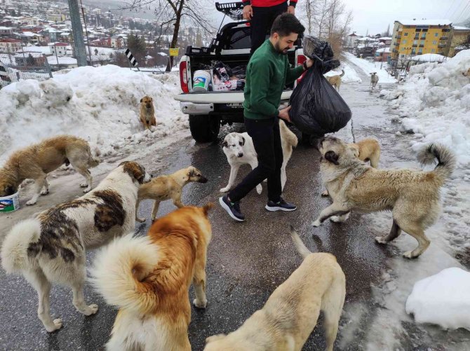 Karda aç kalan sokak köpeklerini besliyor