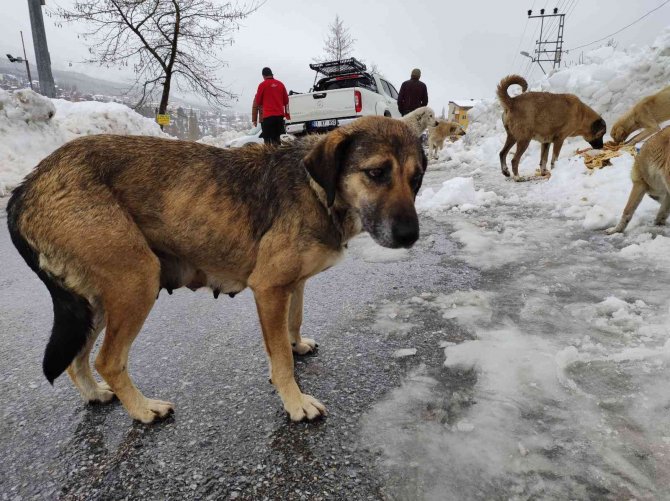 Karda aç kalan sokak köpeklerini besliyor