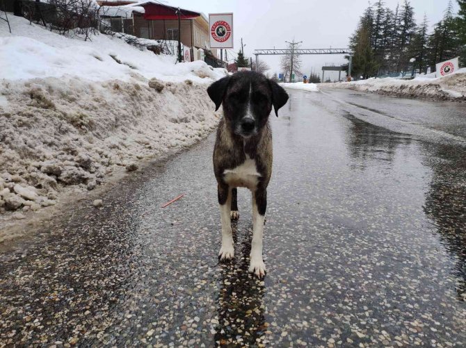 Karda aç kalan sokak köpeklerini besliyor