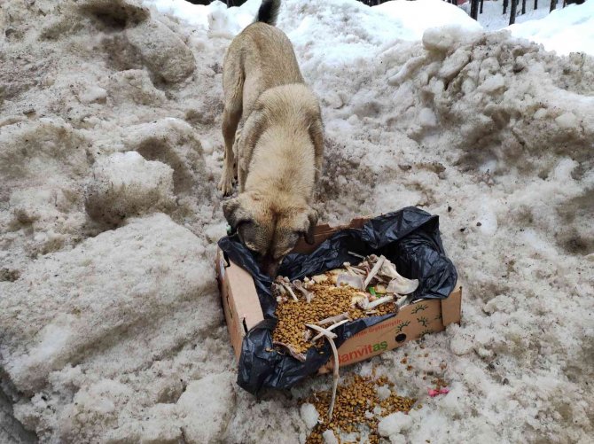 Karda aç kalan sokak köpeklerini besliyor