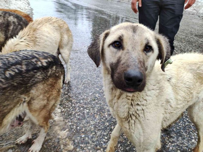 Karda aç kalan sokak köpeklerini besliyor