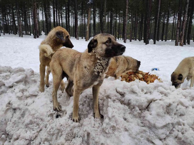 Karda aç kalan sokak köpeklerini besliyor