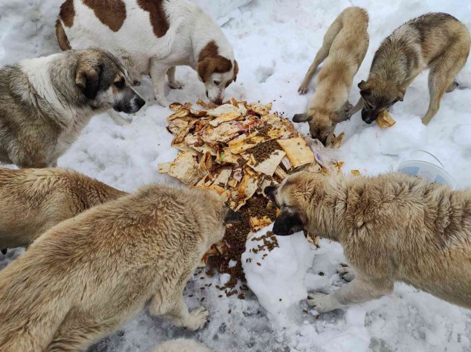 Karda aç kalan sokak köpeklerini besliyor